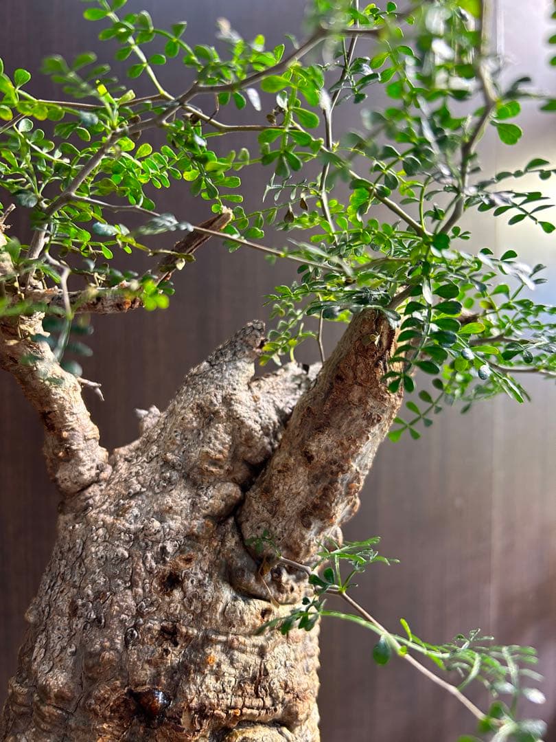 【美大株】パキプス約12 ㌢ オペルクリカリア　パキプス　現地球　発根済み