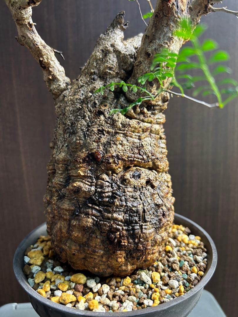 【美大株】パキプス約12 ㌢ オペルクリカリア　パキプス　現地球　発根済み