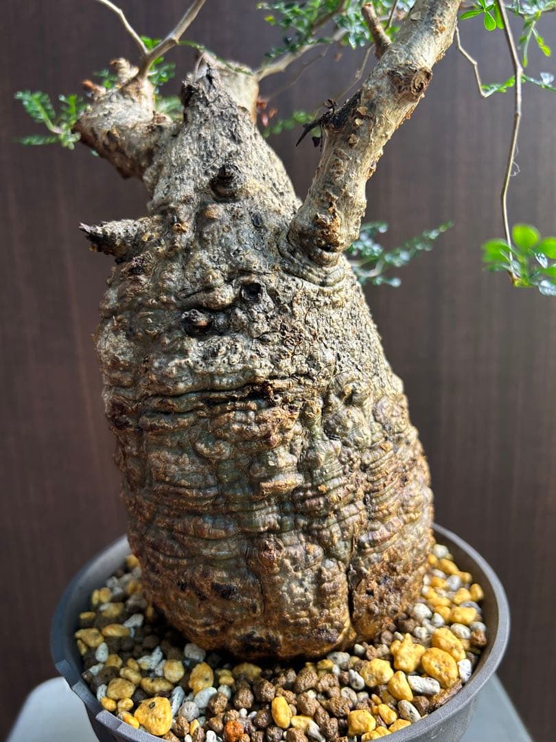 【美大株】パキプス約12 ㌢ オペルクリカリア　パキプス　現地球　発根済み