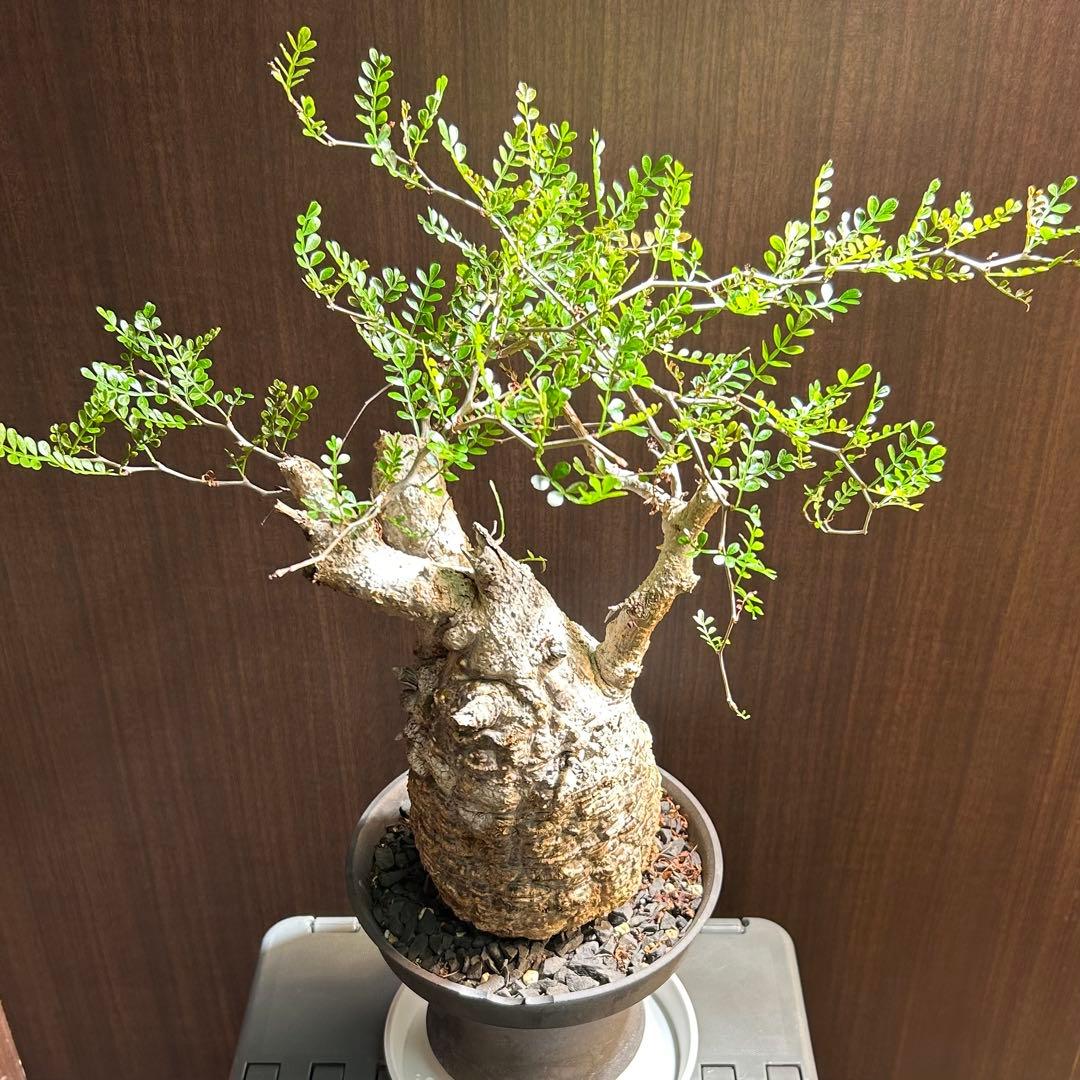 【美大株】パキプス約12 ㌢ オペルクリカリア　パキプス　現地球　発根済み