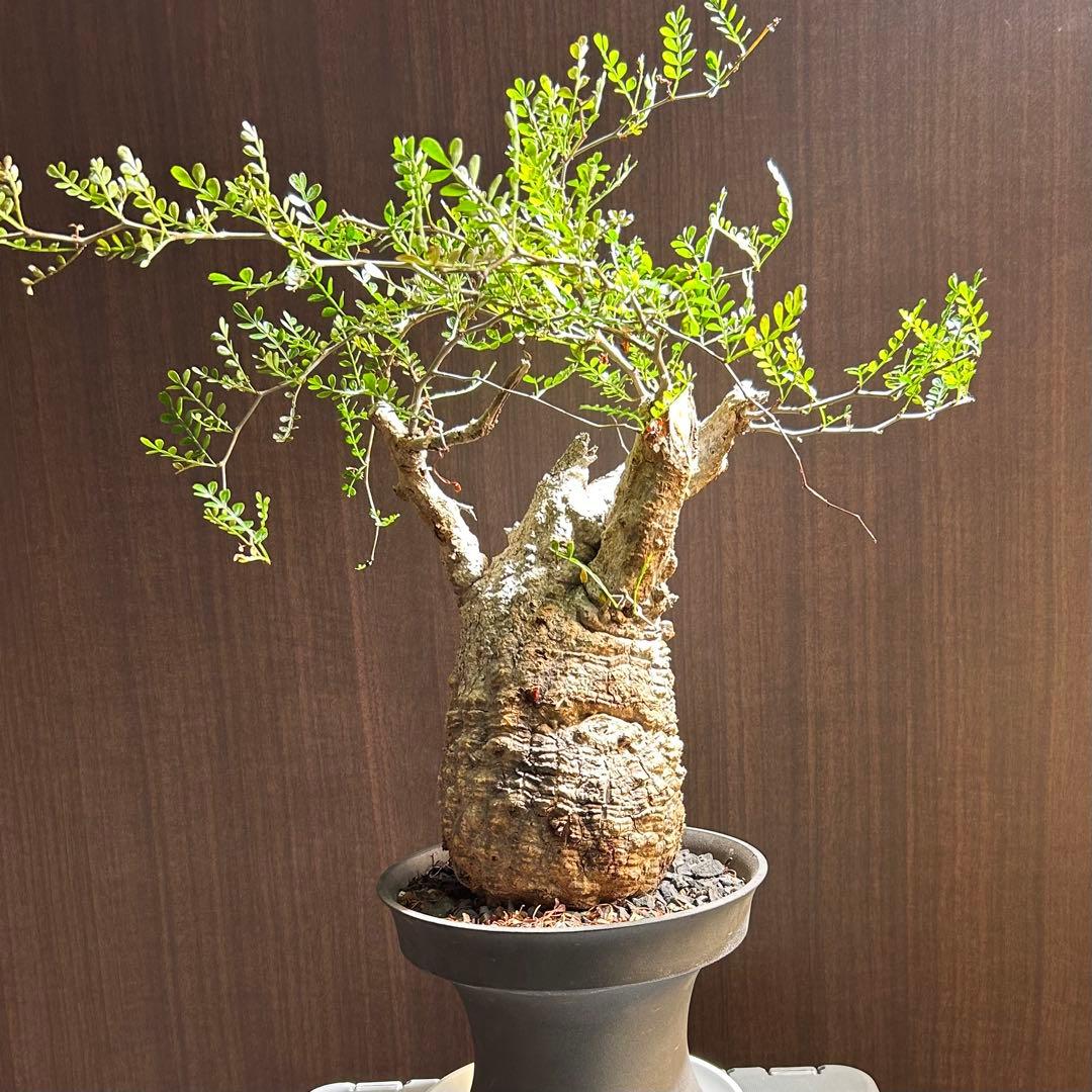 【美大株】パキプス約12 ㌢ オペルクリカリア　パキプス　現地球　発根済み