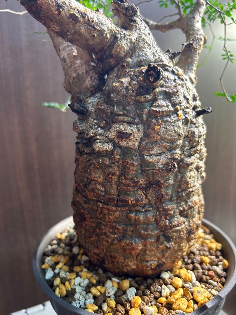 【美大株】パキプス約12 ㌢ オペルクリカリア　パキプス　現地球　発根済み