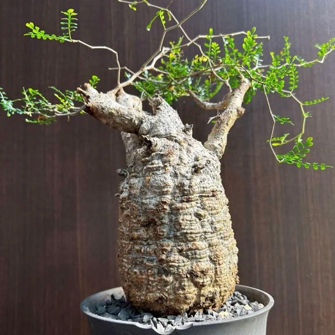 【美大株】パキプス約12 ㌢ オペルクリカリア　パキプス　現地球　発根済み