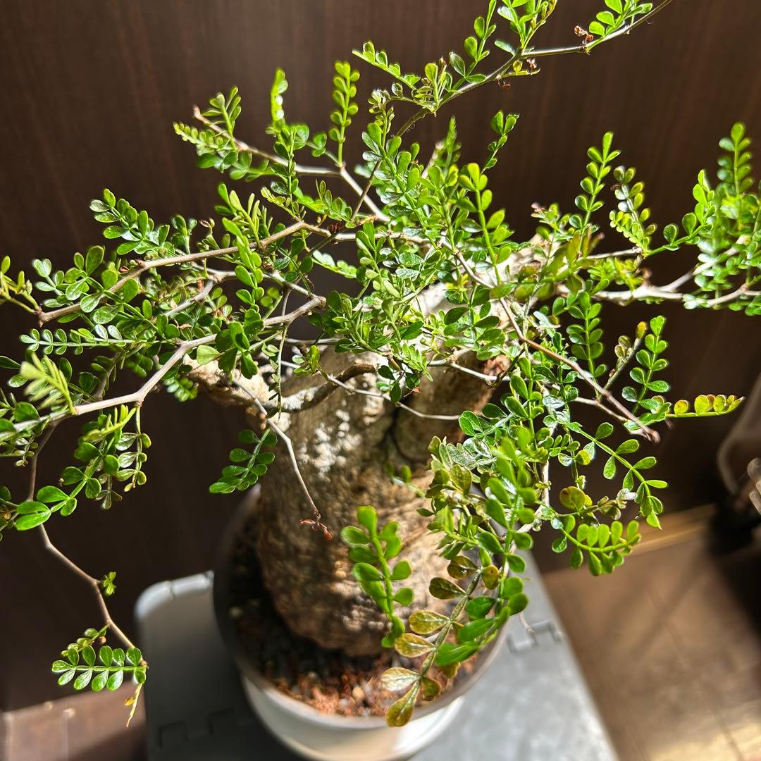 【美大株】パキプス約12 ㌢ オペルクリカリア　パキプス　現地球　発根済み