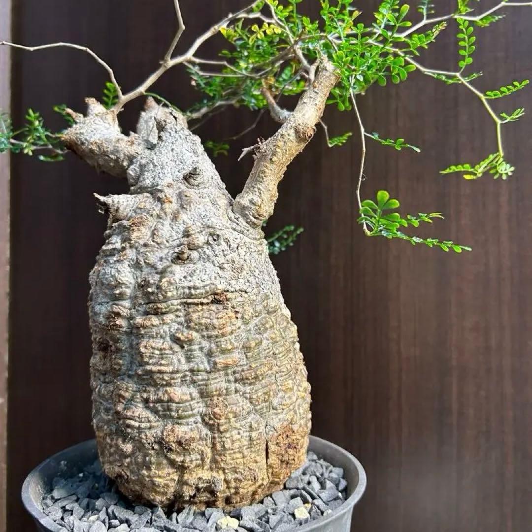 【美大株】パキプス約12 ㌢ オペルクリカリア　パキプス　現地球　発根済み