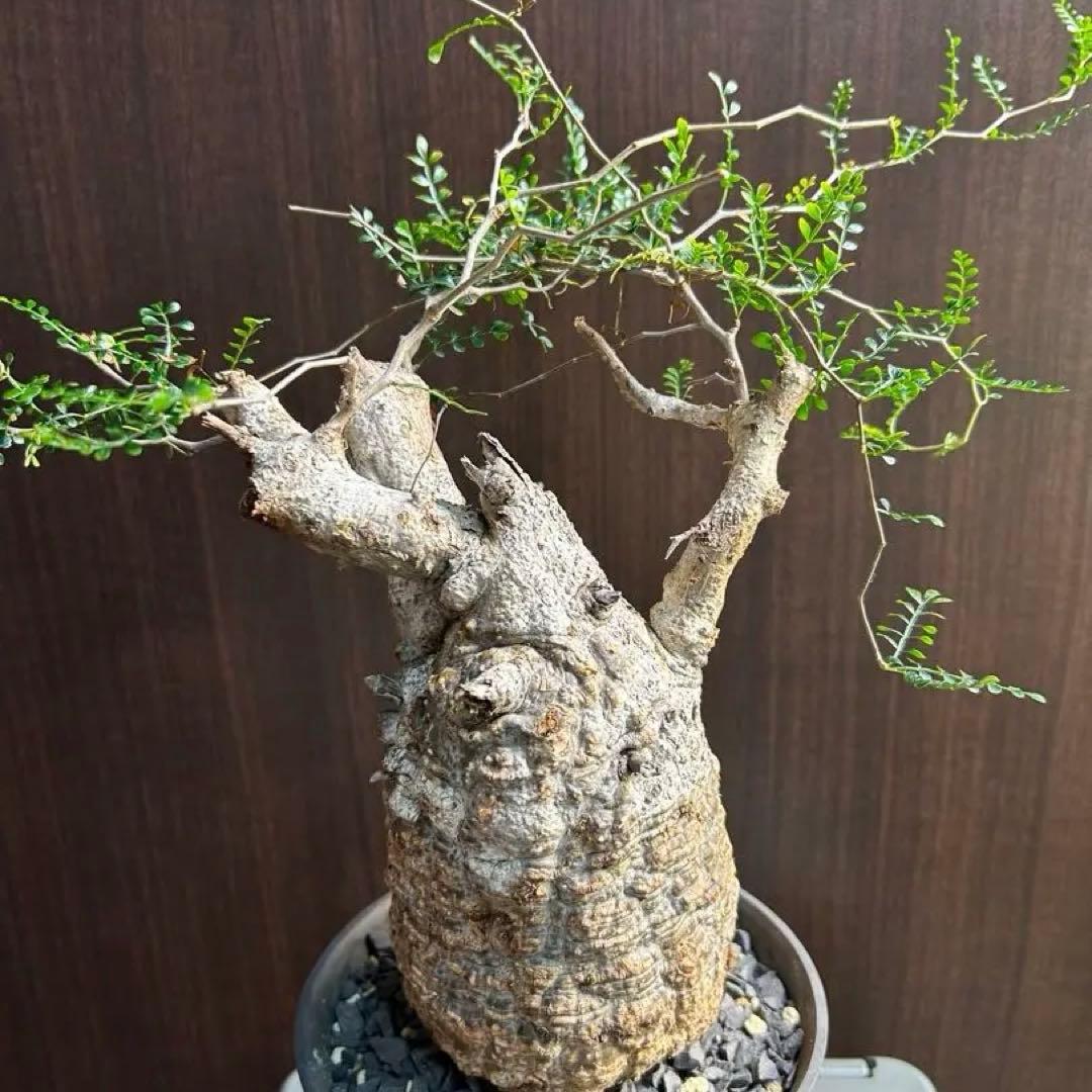 【美大株】パキプス約12 ㌢ オペルクリカリア　パキプス　現地球　発根済み