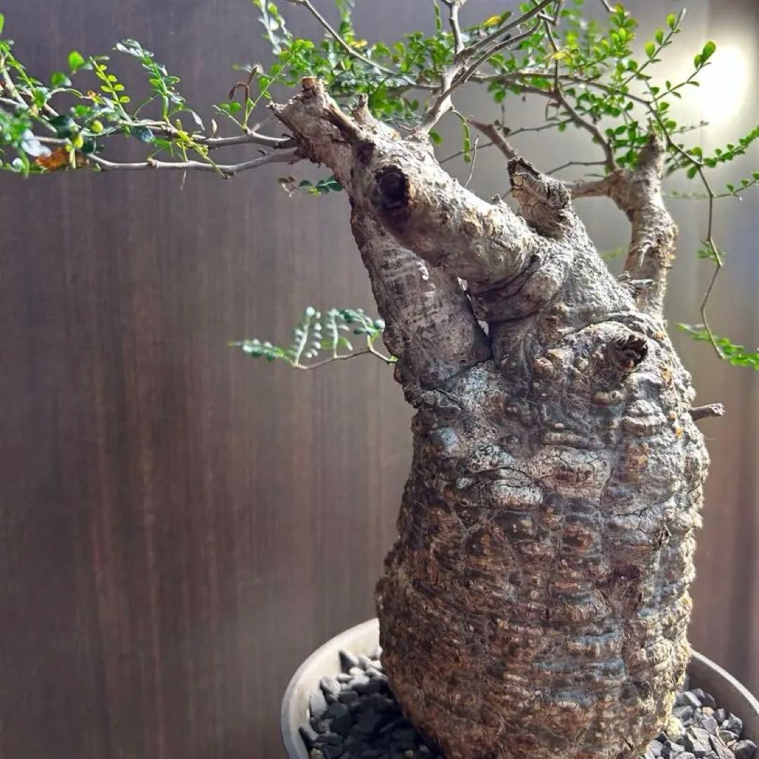 【美大株】パキプス約12 ㌢ オペルクリカリア　パキプス　現地球　発根済み