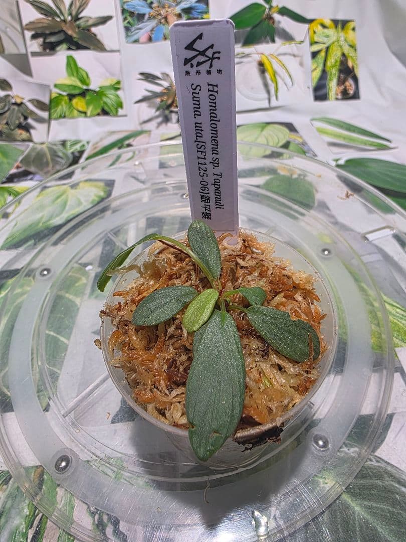 熱帯植物 ホマロメナsp.タパヌリ スマトラ ウタラ 銀平襞 - メルカリ