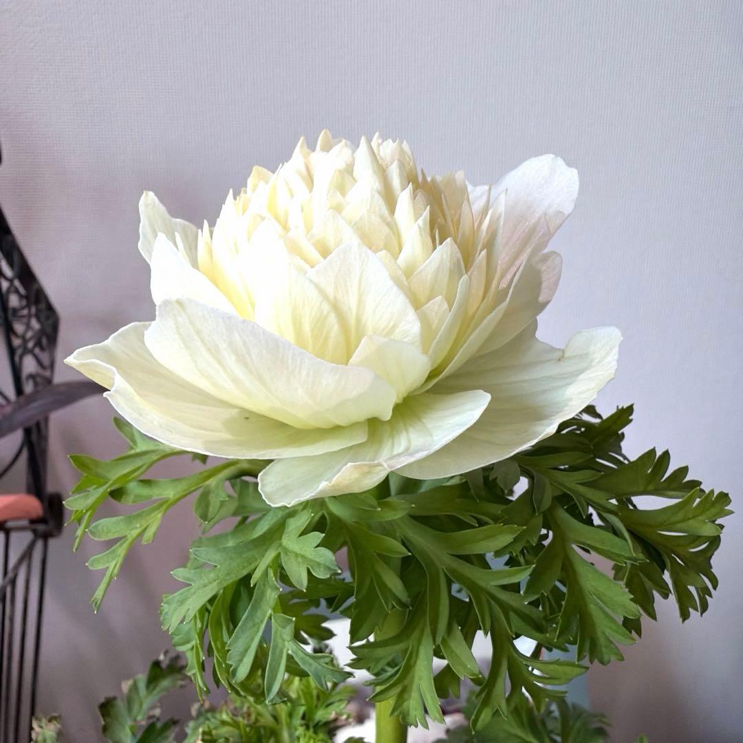 【2年株】八重咲き　プレミアムアネモネ　レバンテ クリーム色《2/5》