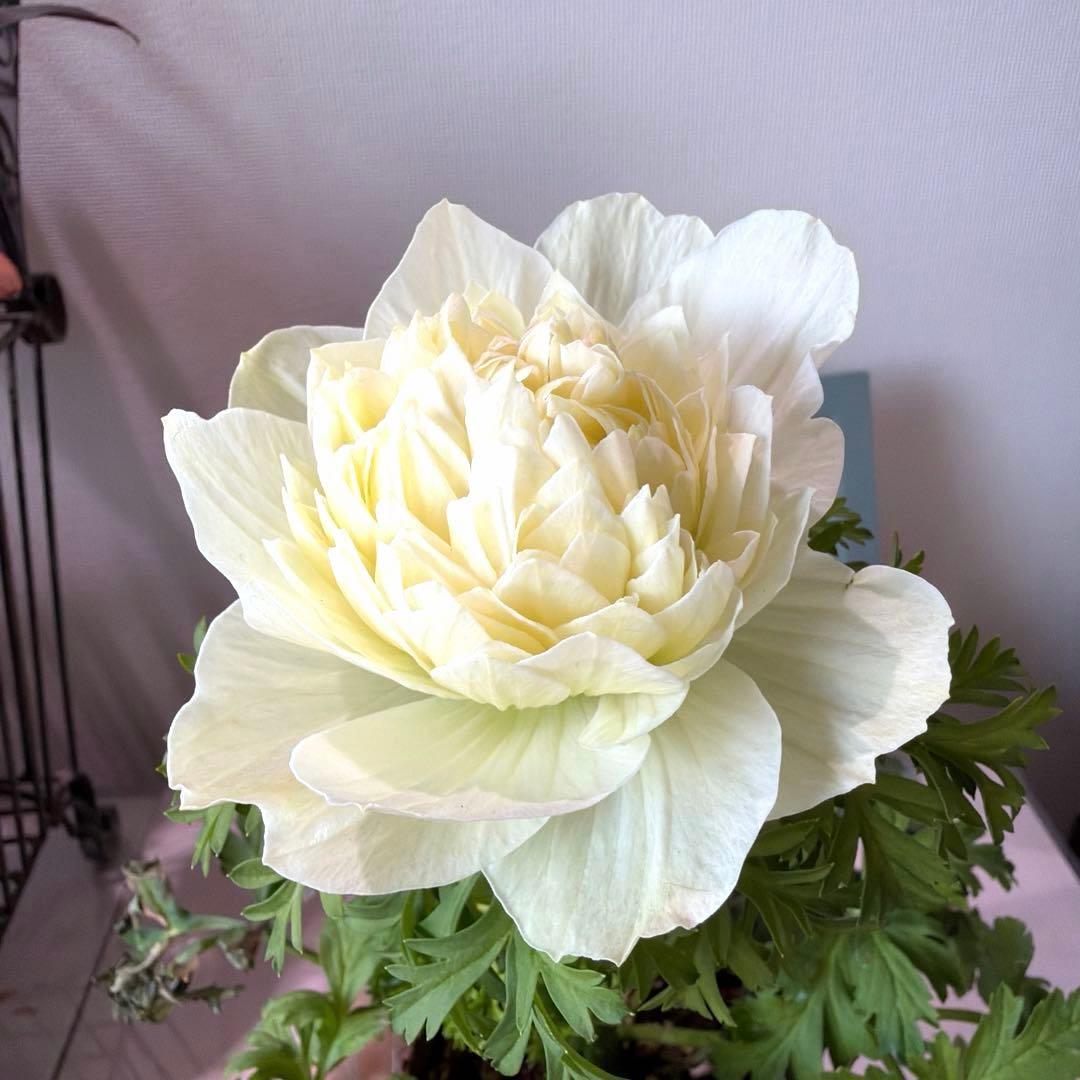 【2年株】八重咲き　プレミアムアネモネ　レバンテ クリーム色《2/5》