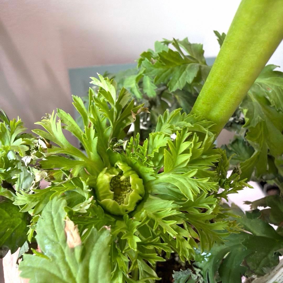 【2年株】八重咲き　プレミアムアネモネ　レバンテ クリーム色《2/5》