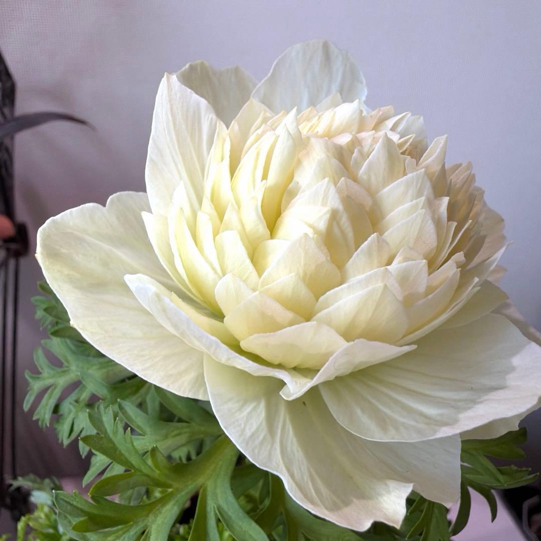 【2年株】八重咲き　プレミアムアネモネ　レバンテ クリーム色《2/5》