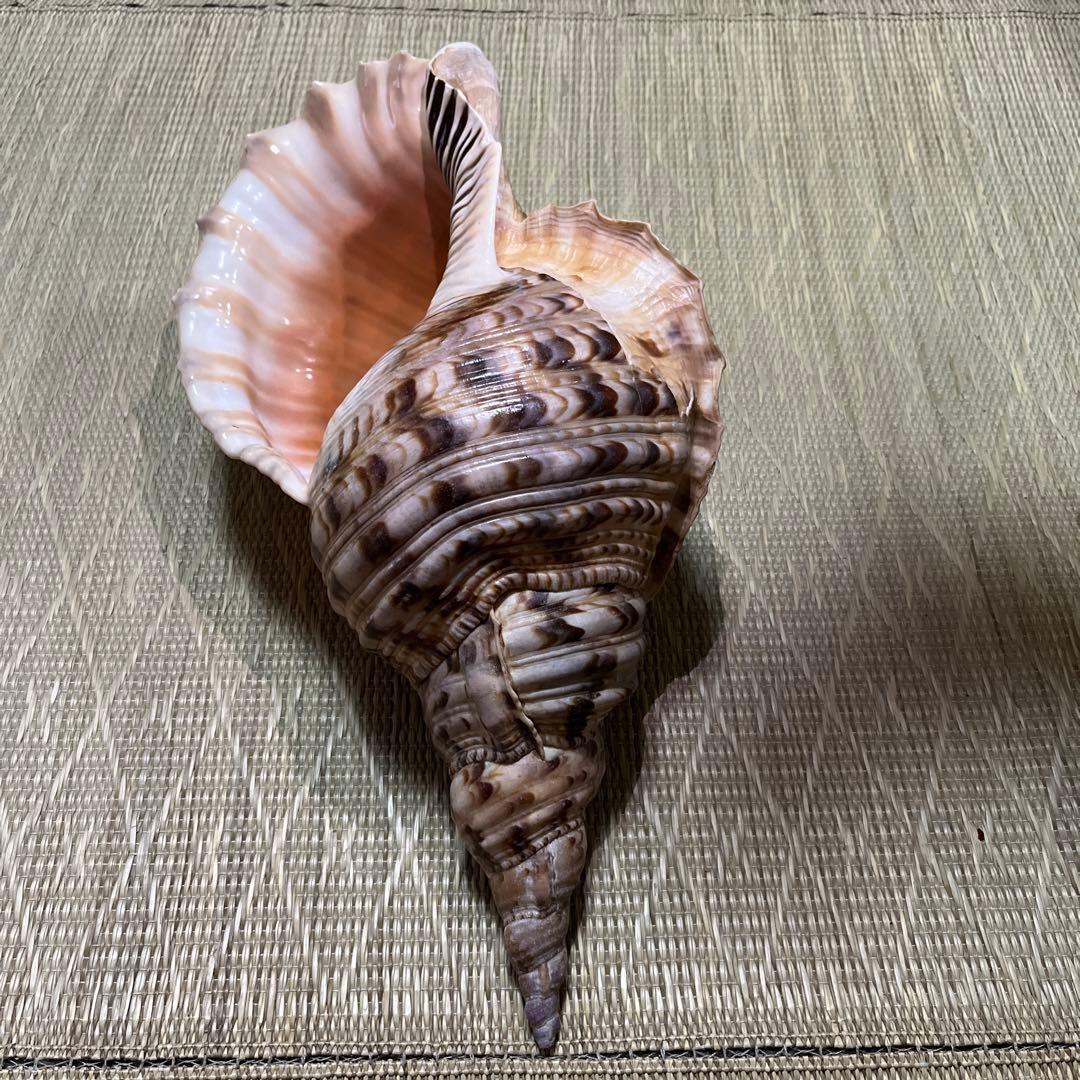 法螺貝　沖縄県産