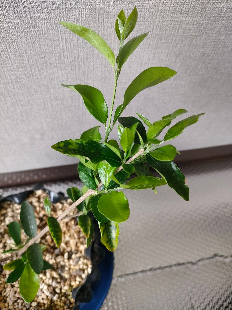 寒くての発送は痛むので買わないように値上げ　アセロラ　品種：ＴＹＭ　苗木　3年目