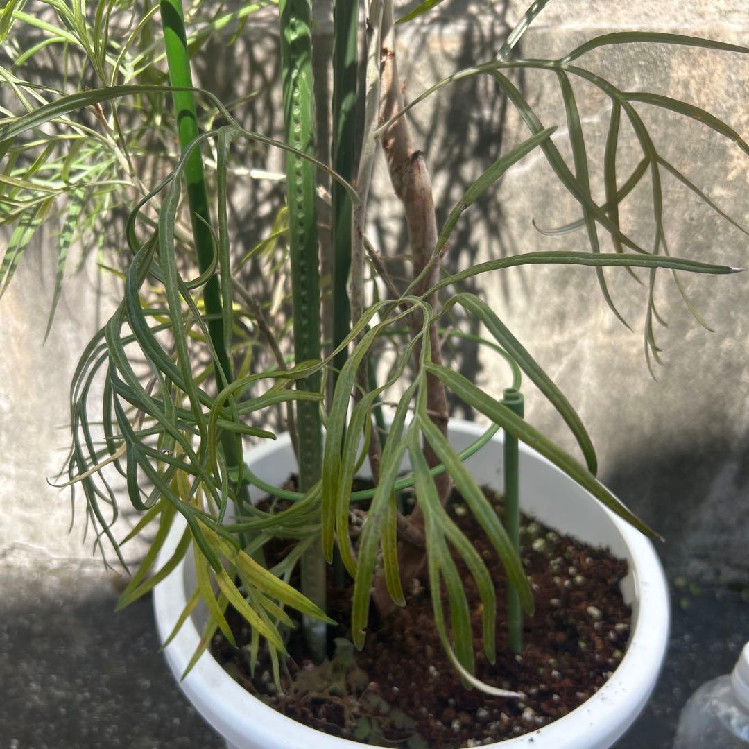 グレビレア　ピンクサプライズ 約1.9メートル　特大　希少種