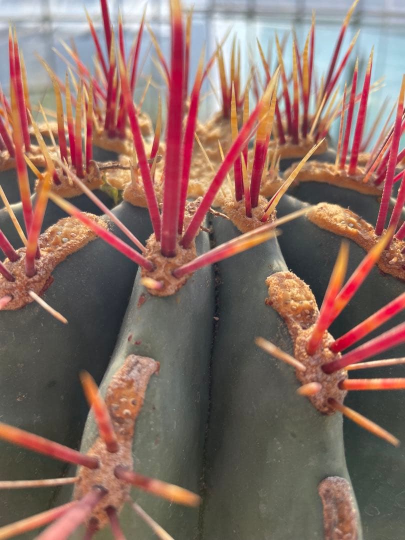 サボテン 偉冠玉 フェロカクタス 古株 巨大株 - メルカリ
