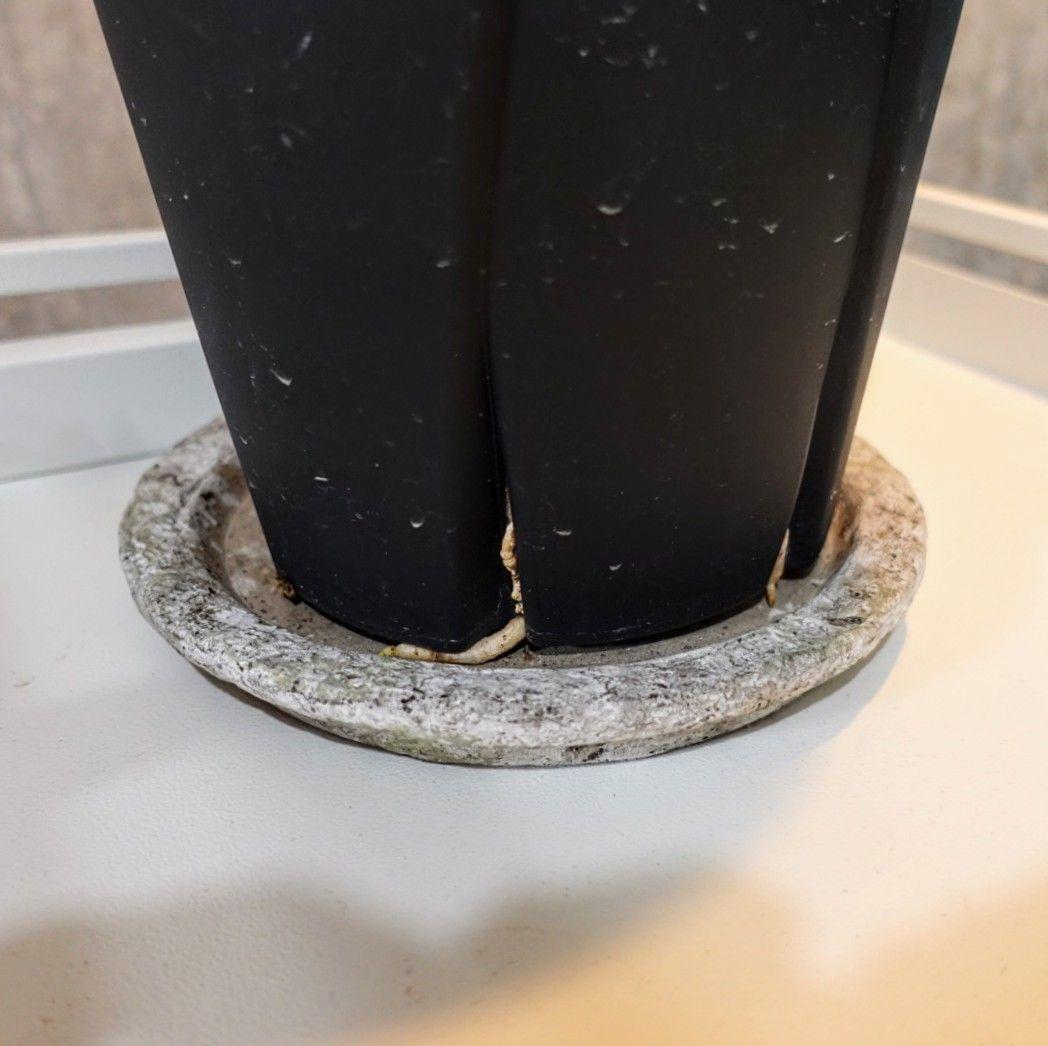 【発根済・XXL】特美尻！！ブーファンハエマンソイデス/鉢ごと発送