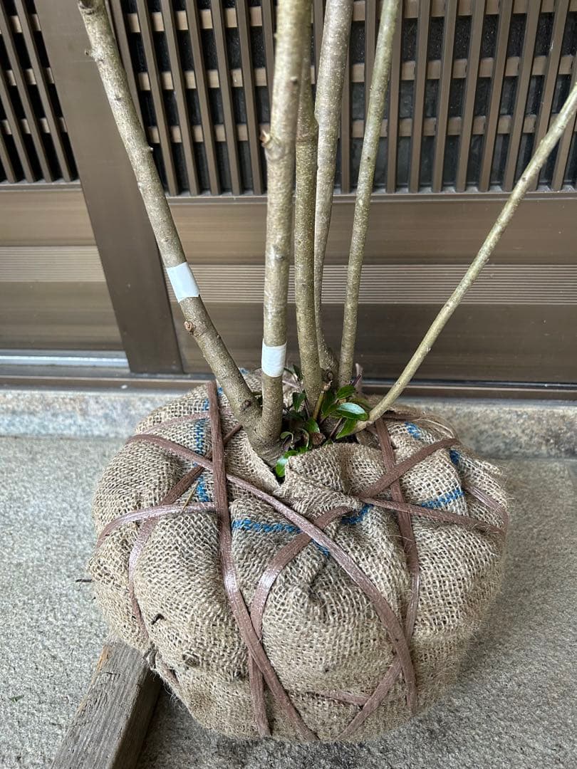 タイムセール ソヨゴ 希少な雌雄混植株 実が一株でなりやすい 樹形も