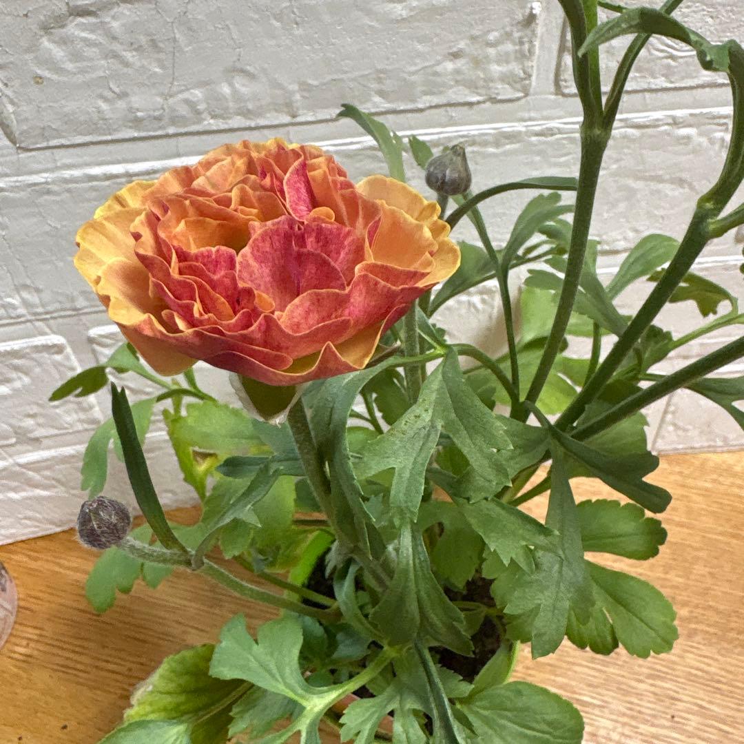 現品】Bレア♡ラナンキュラス♡エトワール♡花苗うえた♡3.5号