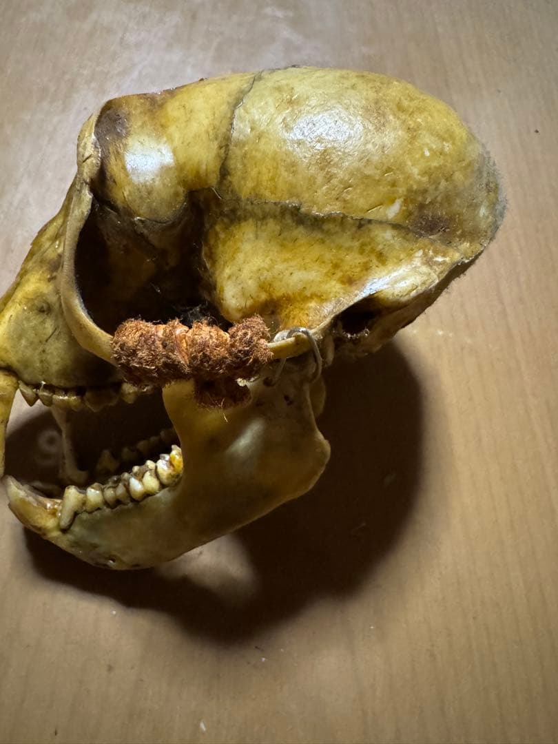 猿　頭蓋骨　最終値下げ