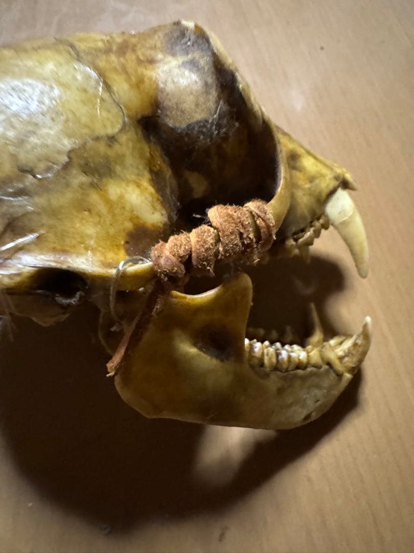 猿　頭蓋骨　最終値下げ