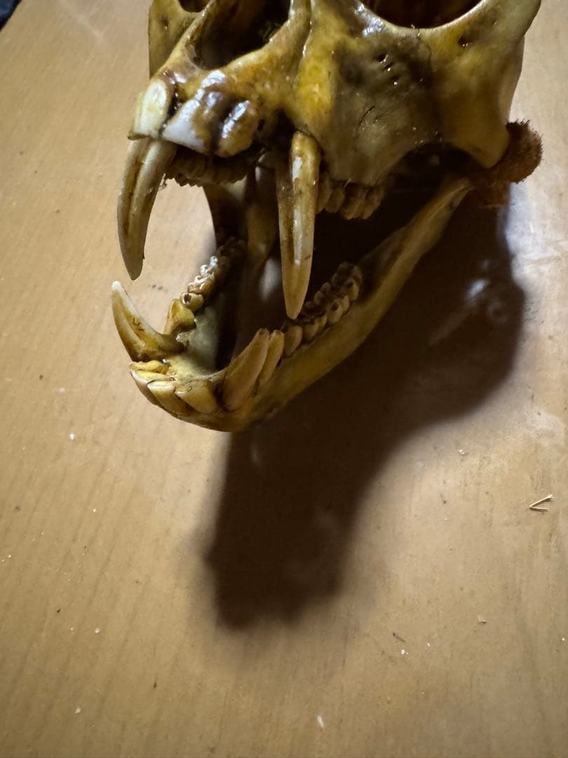 猿　頭蓋骨　最終値下げ