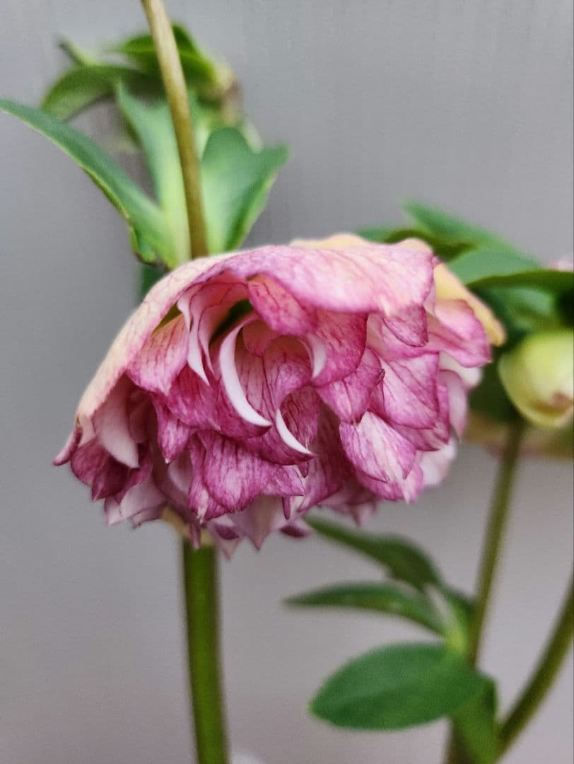 匿名発送〉099 クリスマスローズ dd Geometric Nursery - メルカリ