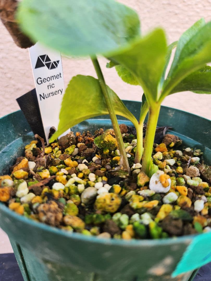 匿名発送〉099 クリスマスローズ dd Geometric Nursery - メルカリ