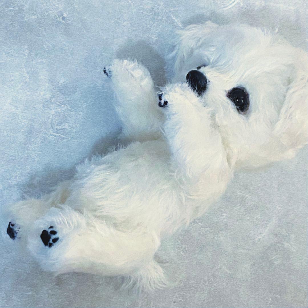 作家さま　ふわふわマルチーズのぬいぐるみ　テディベア　ハンドメイド