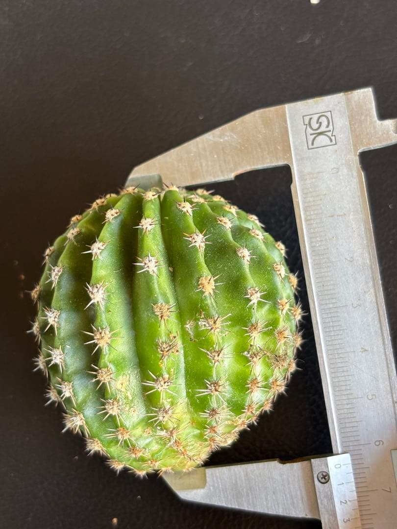 多肉植物　花サボテン　3番　(カキコ)