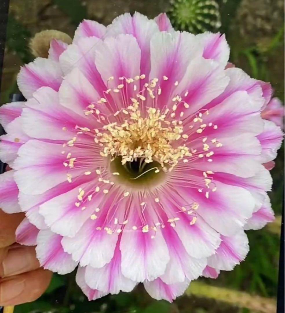 多肉植物　花サボテン　3番　(カキコ)