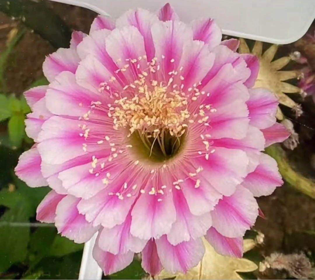 多肉植物　花サボテン　3番　(カキコ)