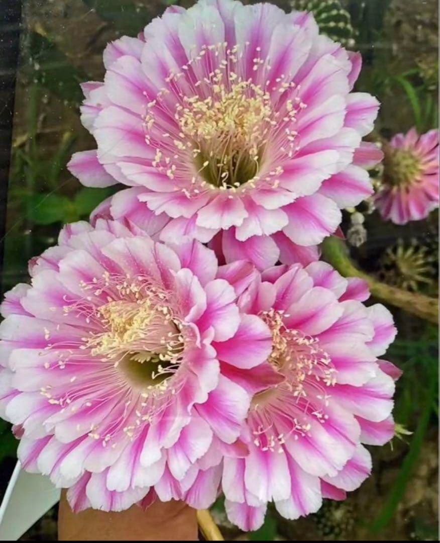 多肉植物　花サボテン　3番　(カキコ)