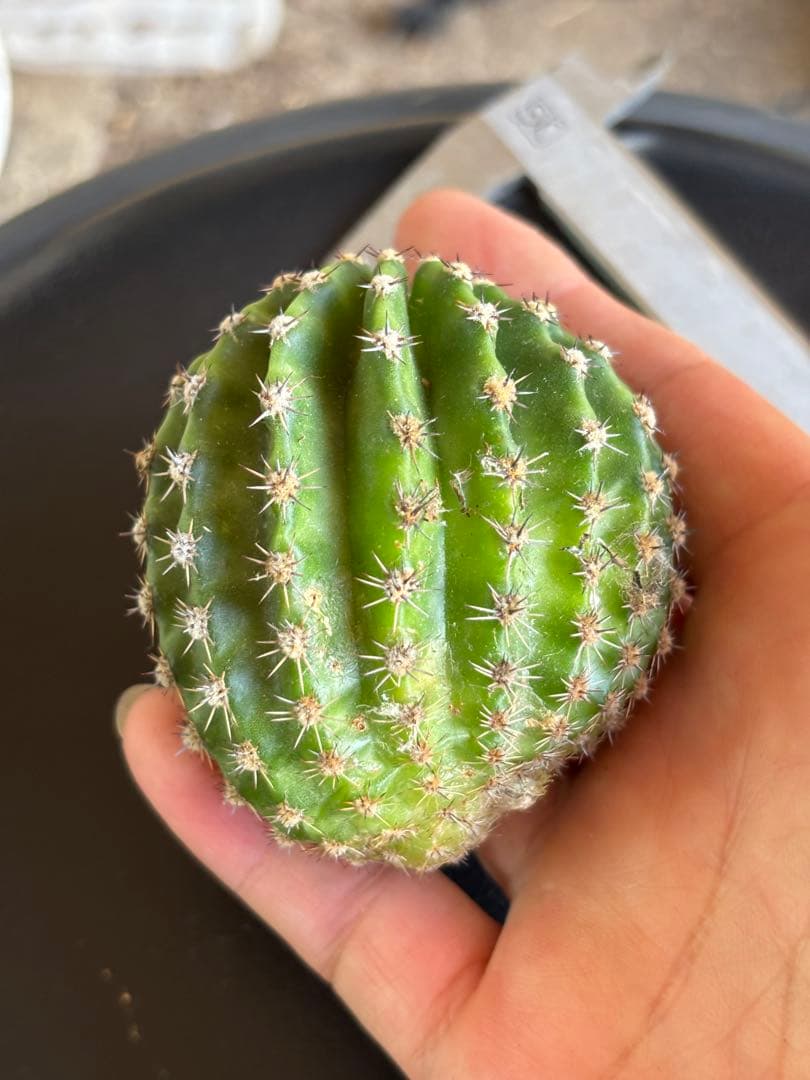 多肉植物　花サボテン　3番　(カキコ)