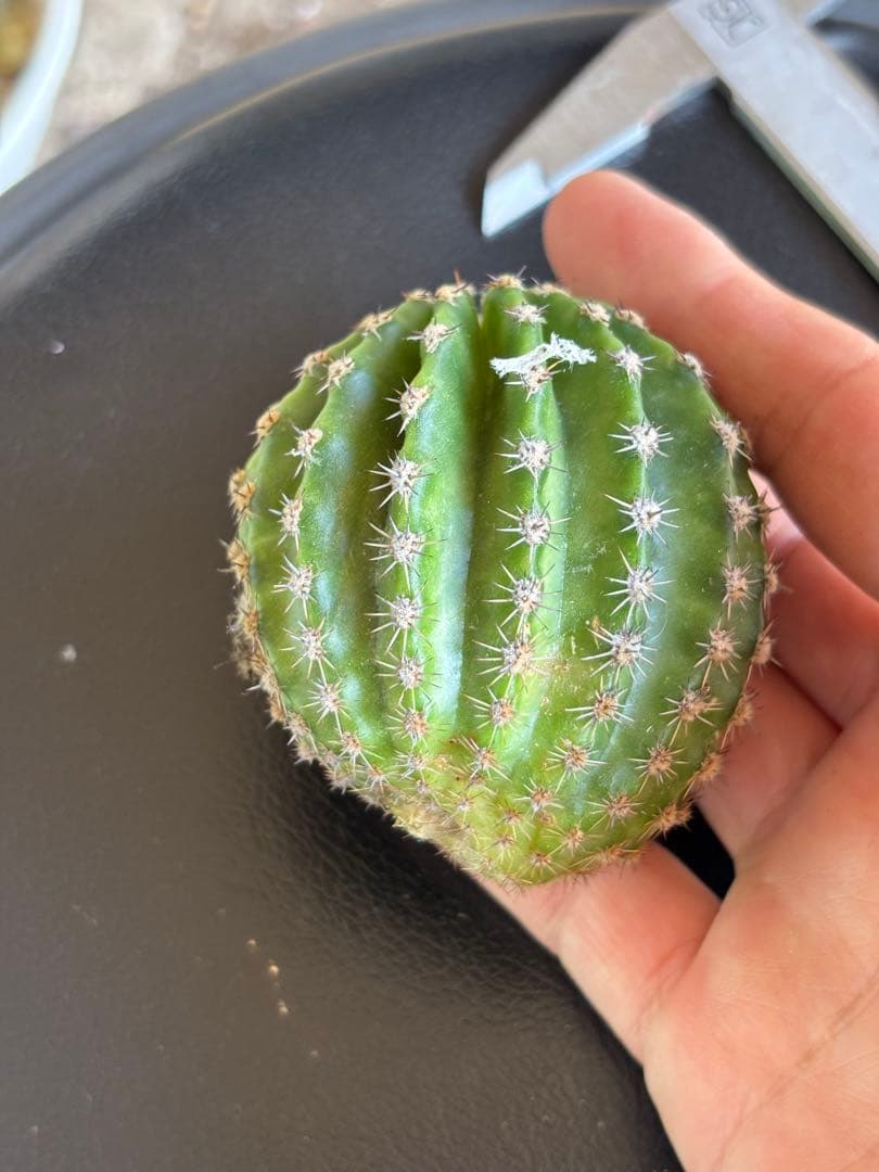 多肉植物　花サボテン　3番　(カキコ)