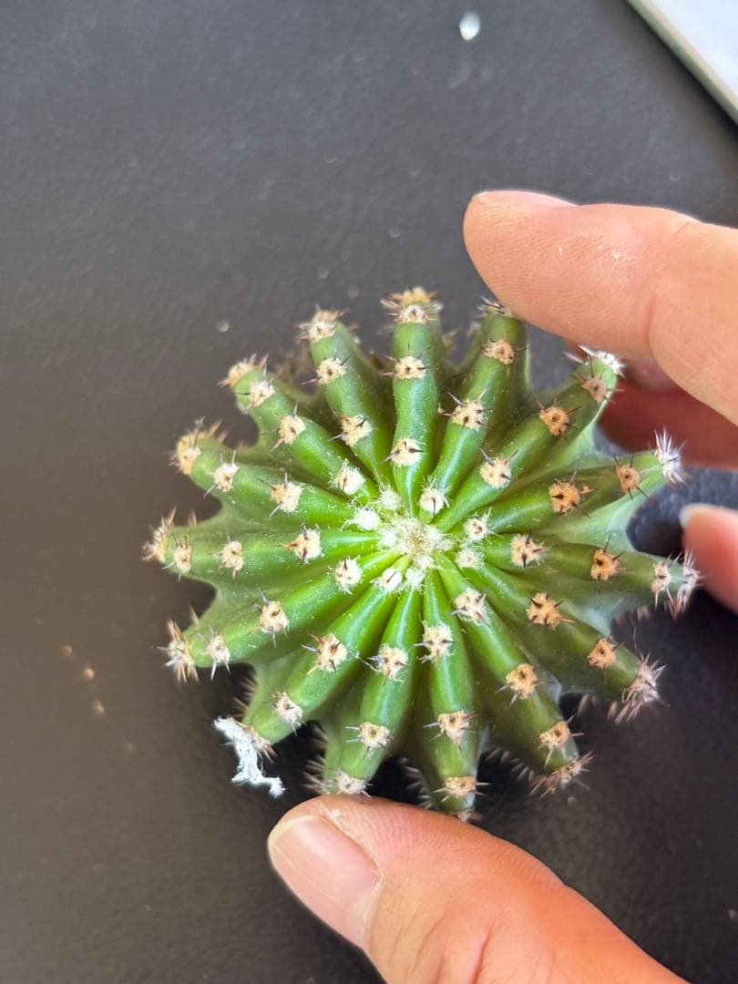 多肉植物　花サボテン　3番　(カキコ)