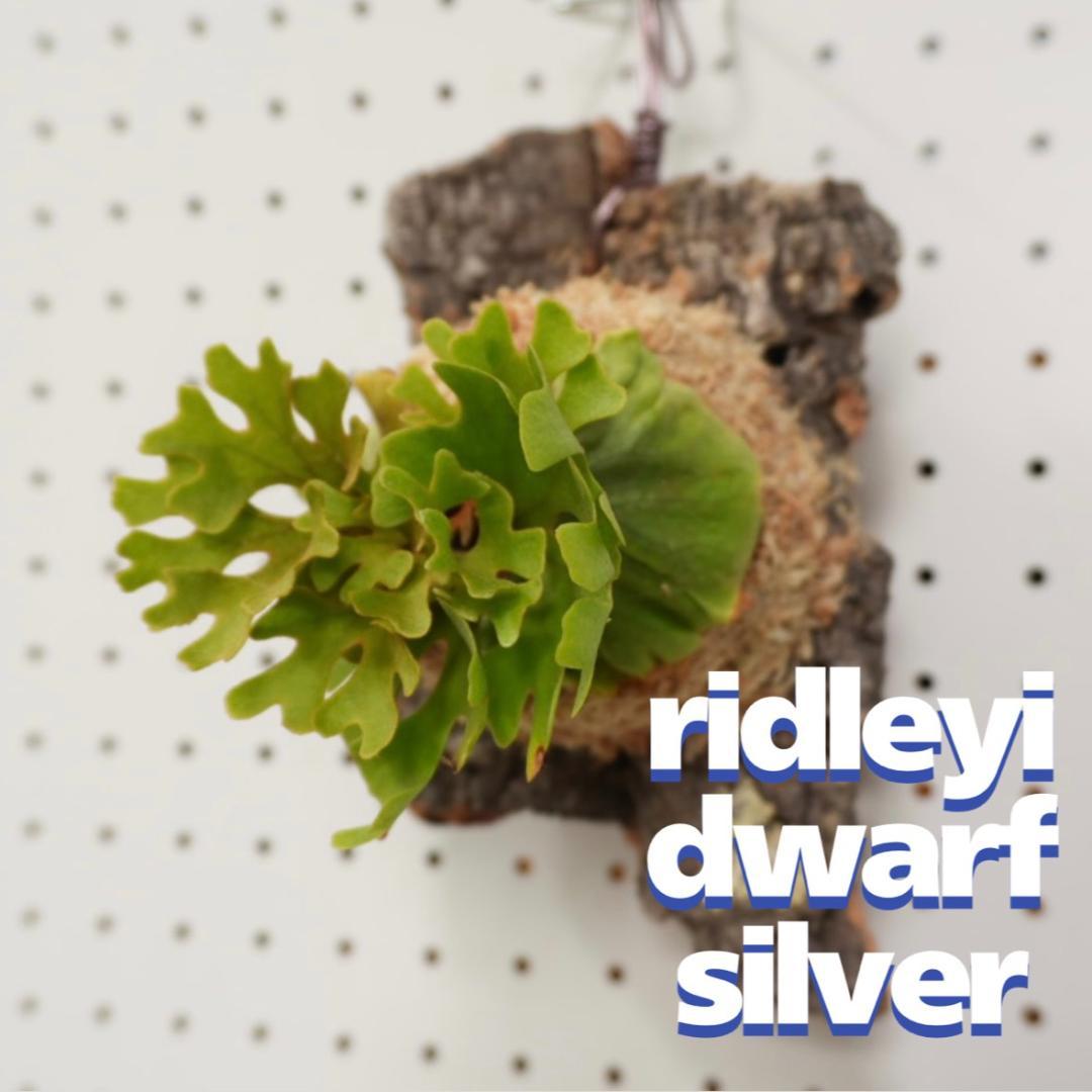 ビカクシダ リドレイ ドワーフ シルバー 小株 R-10 - メルカリ