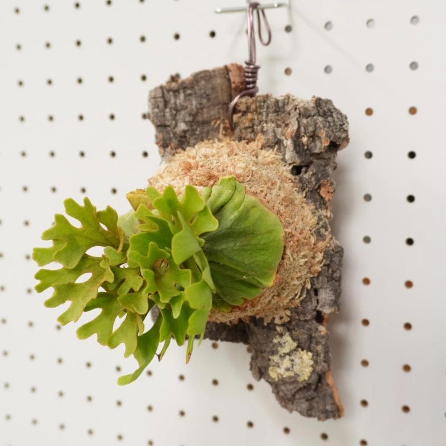 ビカクシダ リドレイ ドワーフ シルバー 小株 R-10 - メルカリ