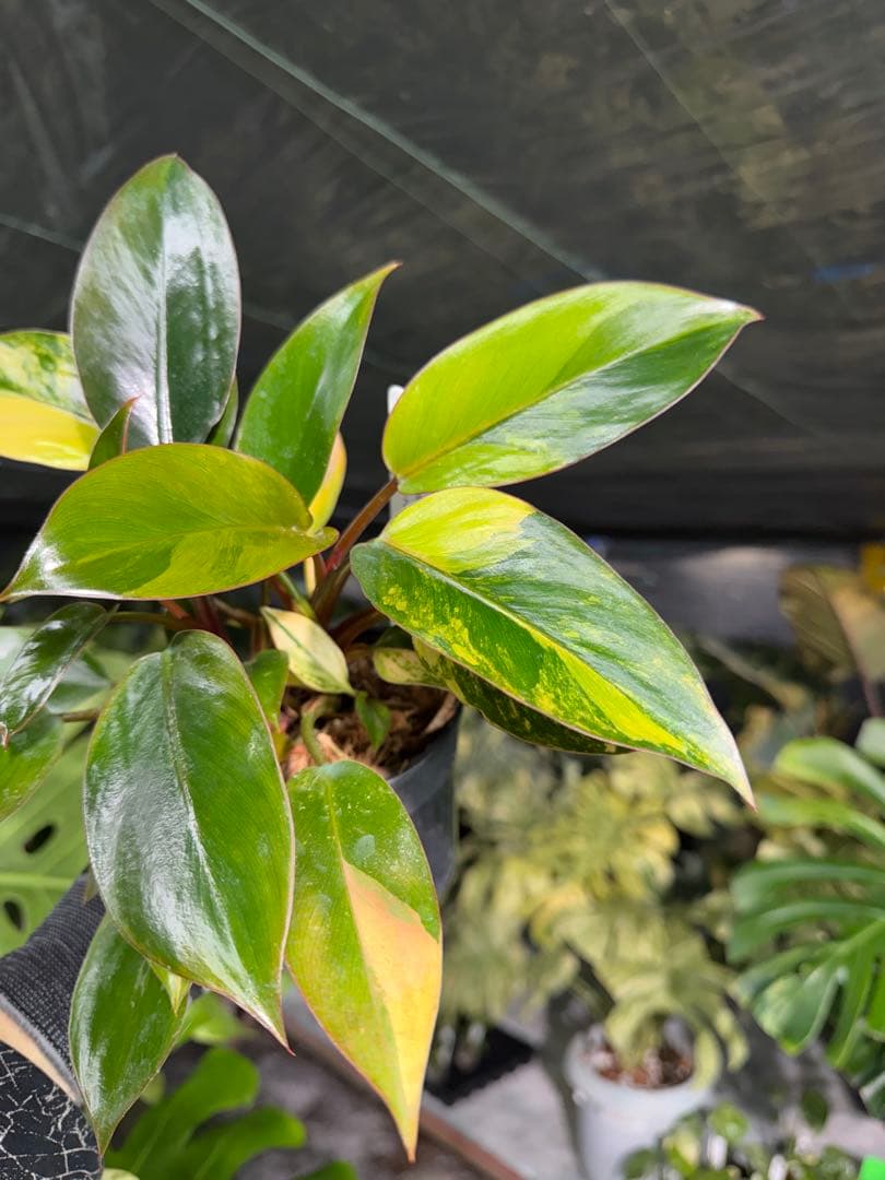 9フィロデンドロン　レッドコンゴ　斑入り　成長点2つ