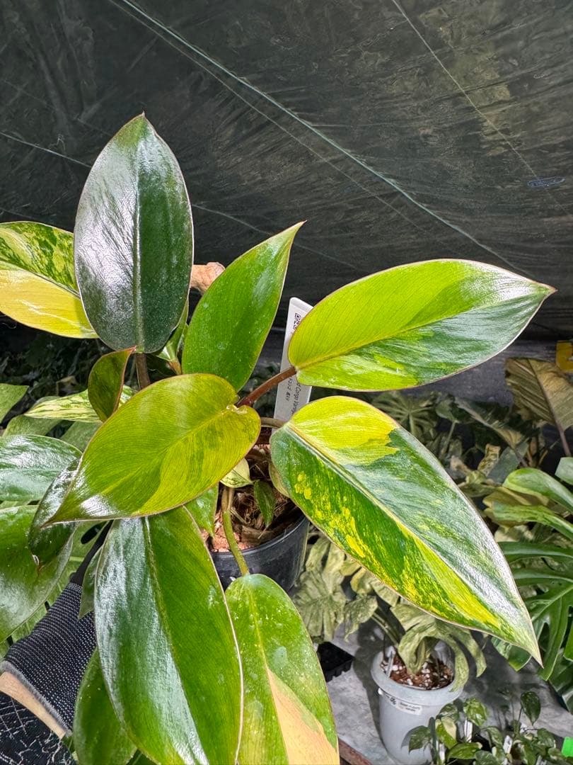 9フィロデンドロン　レッドコンゴ　斑入り　成長点2つ