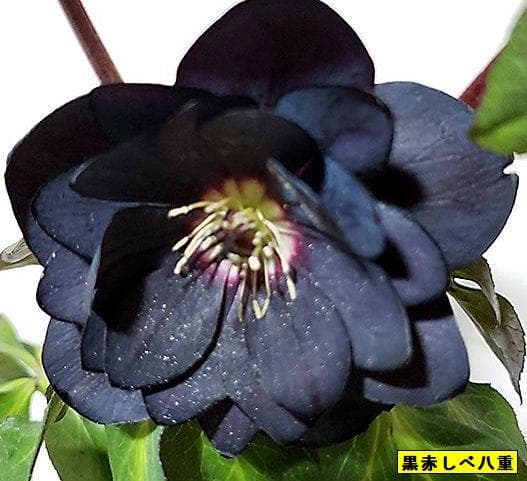 クリスマスローズ クレオパトラ等黒花 交配発芽苗10本セット