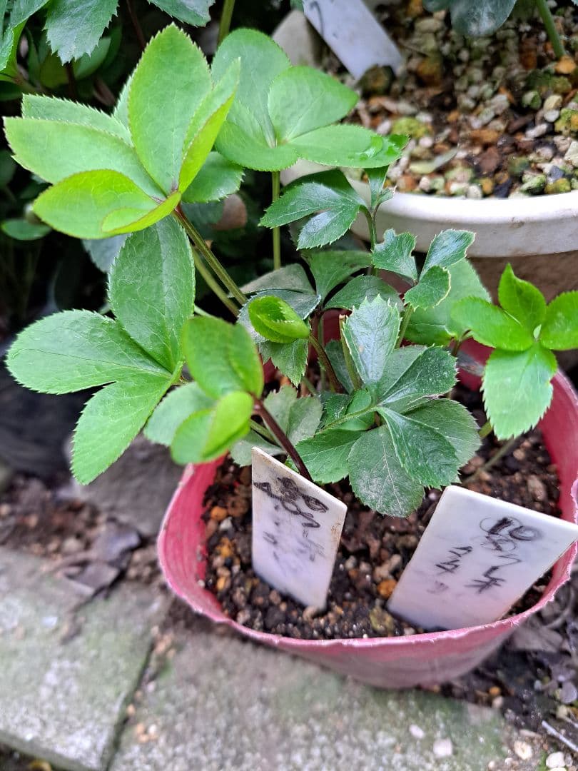 クリスマスローズ クレオパトラ等黒花 交配発芽苗10本セット