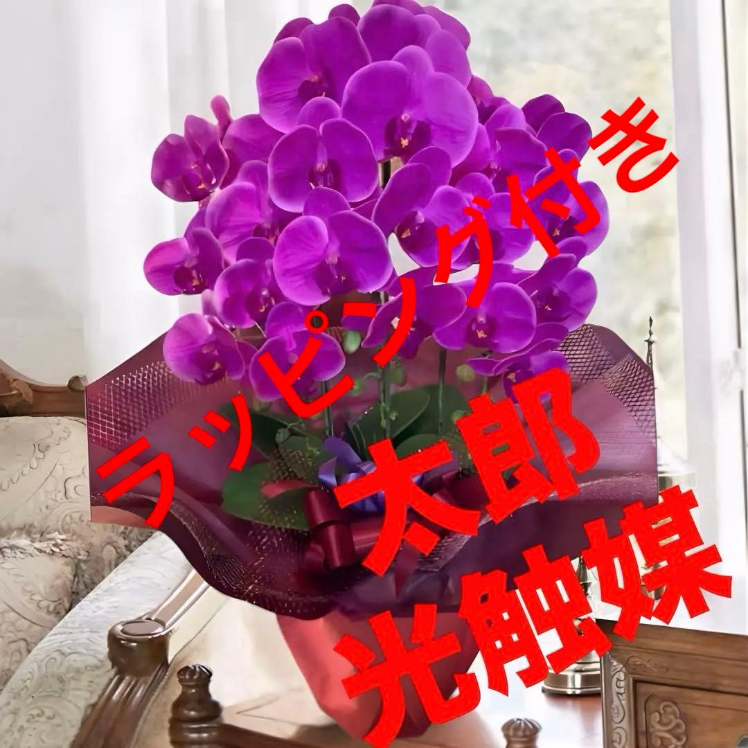 光触媒　人工観葉植物　ウォールグリーン　フェイクグリーン　リアル胡蝶蘭74