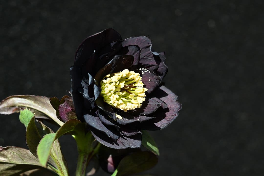 クリスマスローズ　認定Little　Collection ddブラック加藤農園