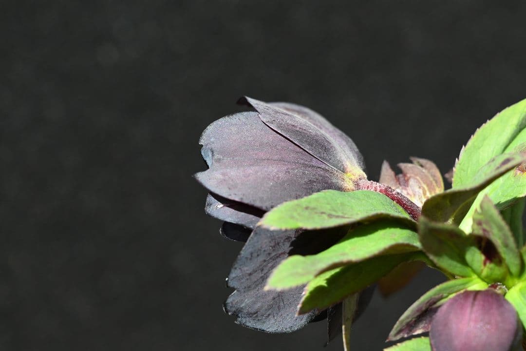 クリスマスローズ　認定Little　Collection ddブラック加藤農園