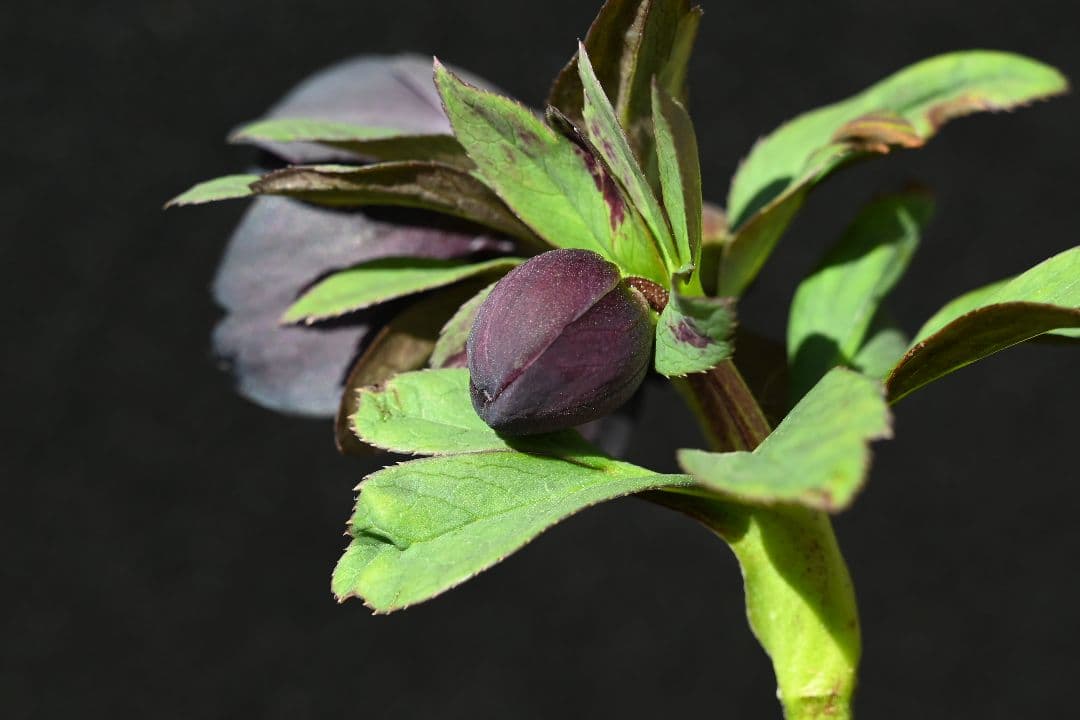 クリスマスローズ　認定Little　Collection ddブラック加藤農園