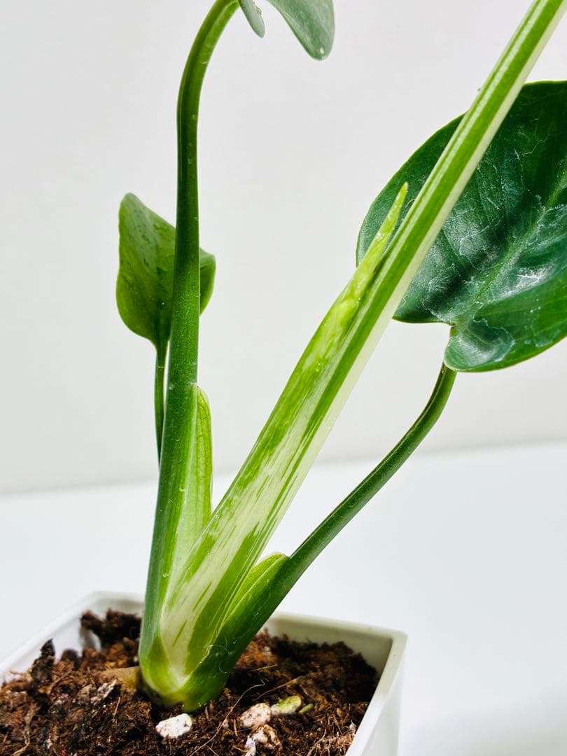 【希少】モンステラ　デリシオーサ　バルバソウ ベトシオーサ