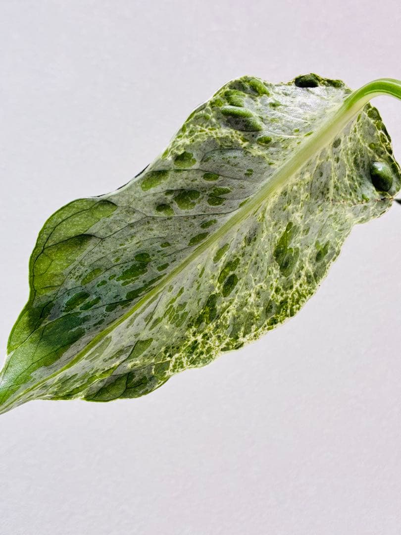 【希少】モンステラ　デリシオーサ　バルバソウ ベトシオーサ