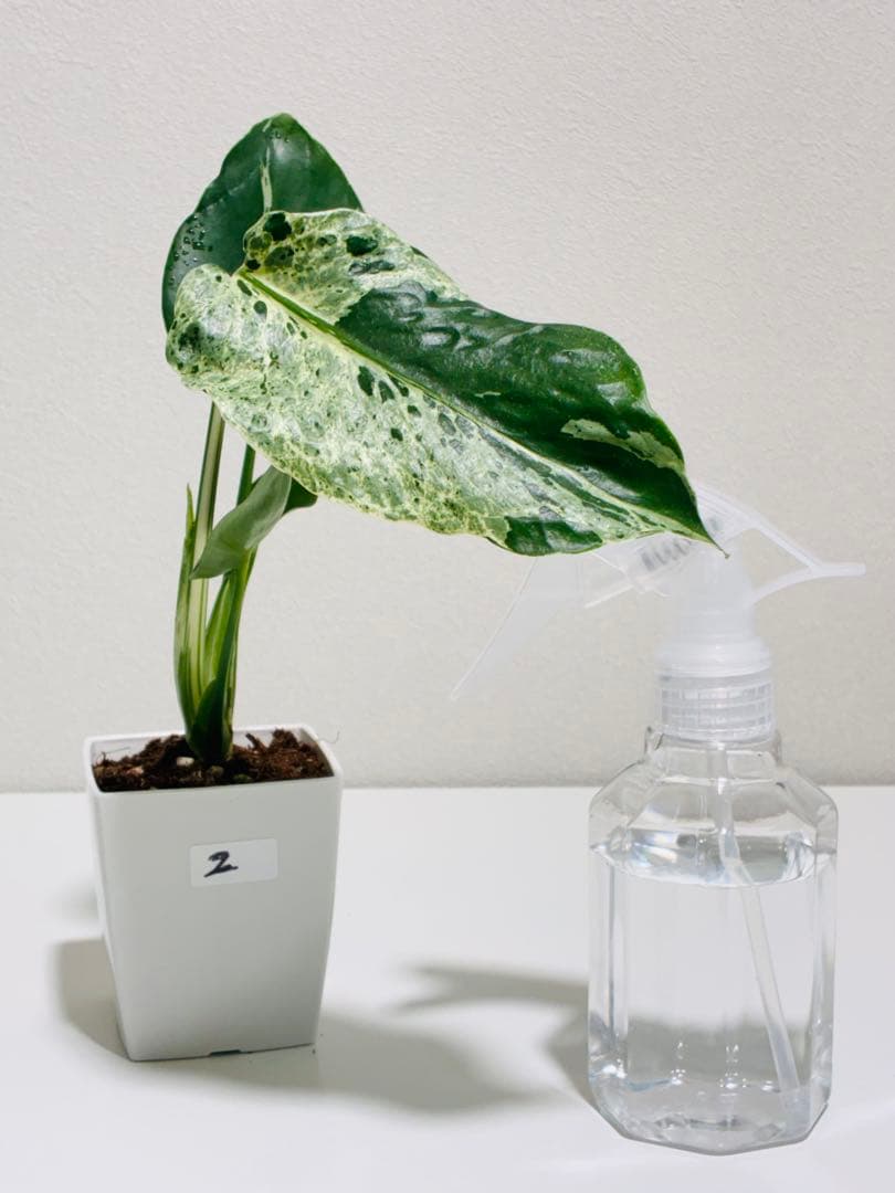 【希少】モンステラ　デリシオーサ　バルバソウ ベトシオーサ