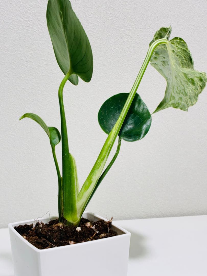 【希少】モンステラ　デリシオーサ　バルバソウ ベトシオーサ